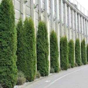 Cedar hedge shrubs in tall columns against niches in a tall grey wall.