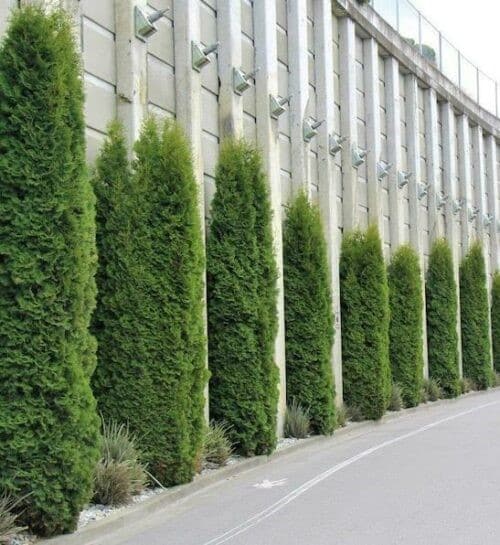 Cedar hedge shrubs in tall columns against niches in a tall grey wall.