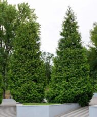 Northern spire western red cedar pain in a public square.