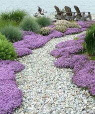 Thymus serpyllum pink chintz carpet of pink blooms bordering a winding stone path to the sea.