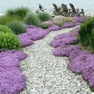 Thymus serpyllum pink chintz carpet of pink blooms bordering a winding stone path to the sea.