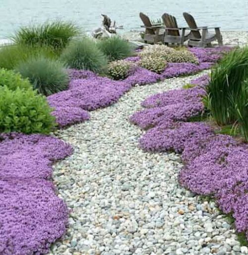 Thymus serpyllum pink chintz carpet of pink blooms bordering a winding stone path to the sea.