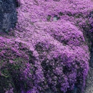 Pink creeping thyme in bloom, cascading over a rock in a rock garden.