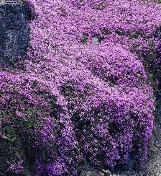 Pink creeping thyme in bloom, cascading over a rock in a rock garden.
