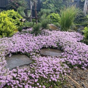 Thymus serpyllum pink chintz planting, surrounding shale pavers in a wild garden.