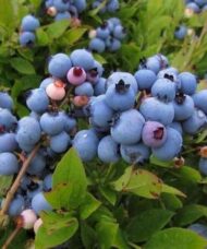 Lowbush blueberry cluster of blue fruits on the shrub.