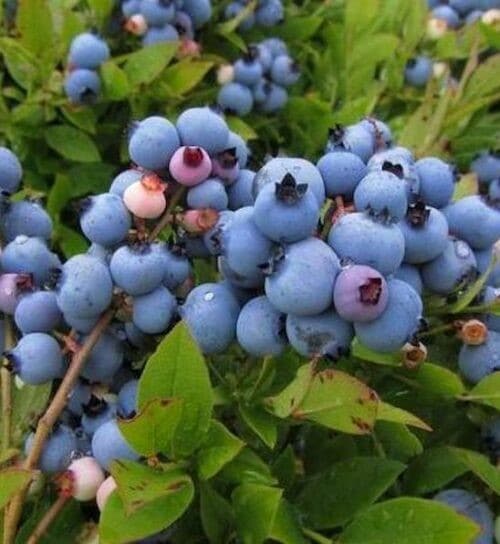 Lowbush blueberry cluster of blue fruits on the shrub.