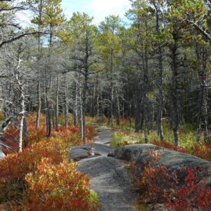 Lowbush blueberry fall plants in yellows and reds
