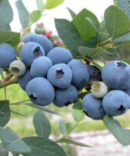 Sweetheart blueberry bunch hanging on the shrub.