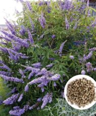 Vitex agnus-castus shrub of long lavender panicle flowers and an inset of seeds.