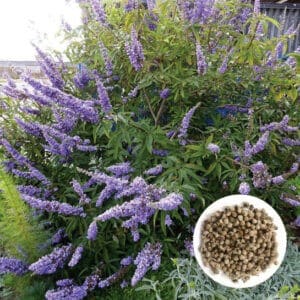 Vitex agnus-castus shrub of long lavender panicle flowers and an inset of seeds.