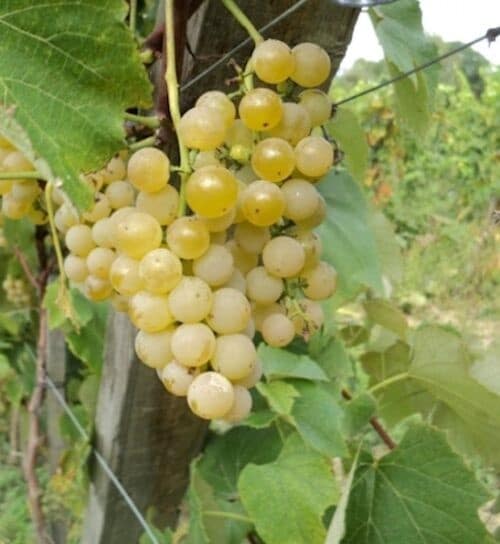 White wine grape cluster of fresh