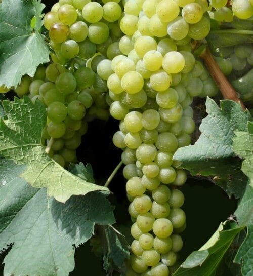 Yellow table grape bunch on the vine.