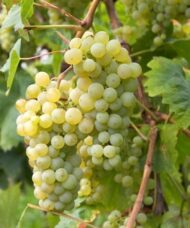 Green table grape bunch on the vine.