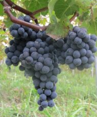 Black seedless grape bunch on the vine.