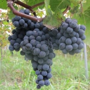 Black seedless grape bunch on the vine.