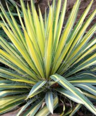 Variegated yucca plant with variegated yellow and green