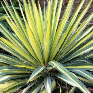 Variegated yucca plant with variegated yellow and green