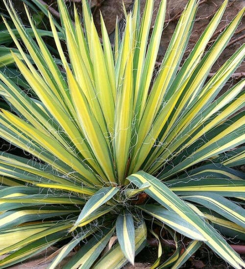 Variegated yucca plant with variegated yellow and green
