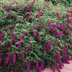 Buddleja davidii Royal Red butterfly bush shrub with red blooms