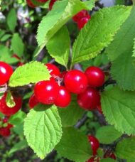 Nanking Cherry Bush FOR SALE | Prunus tomentosa