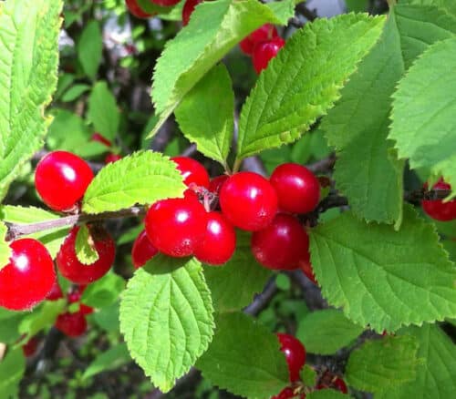 Nanking Cherry Bush FOR SALE | Prunus tomentosa