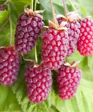A group of long loganberry fruit on the stem