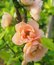 Peach coloured blooms of Cameo Japanese Flowering Quince.