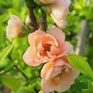 Peach coloured blooms of Cameo Japanese Flowering Quince.