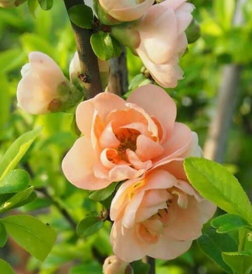 Peach coloured blooms of Cameo Japanese Flowering Quince.