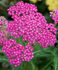 Pink Yarrow flower head.