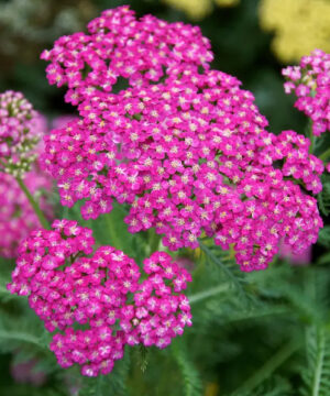 Pink yarrow | Achillea millefolium layla Pink Yarrow flower head.