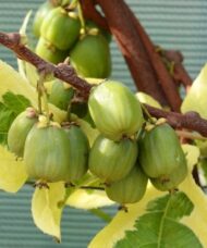 Hokey Pokey Hardy Kiwi Vine green hairless fruit on the stem with variegated leaves of green and yellow.