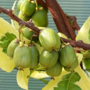 Hokey Pokey Hardy Kiwi Vine green hairless fruit on the stem with variegated leaves of green and yellow.