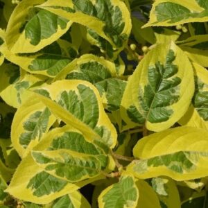 Variegated Leaf Hardy Kiwi Vine variegated leaves of green and yellow.