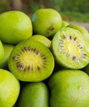 Kokuwa hardy kiwi vine | Actinidia arguta kokuwa Kokuwa Hardy Kiwi Vine green