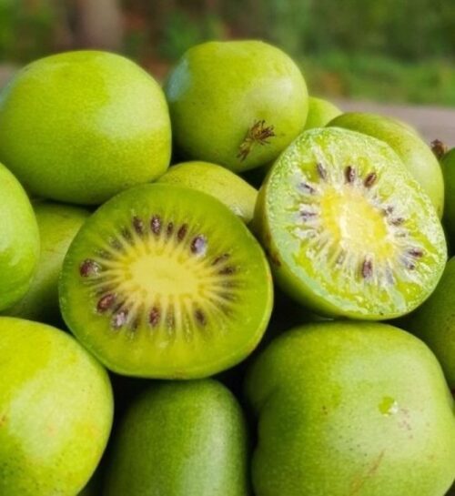 Kokuwa Hardy Kiwi Vine green