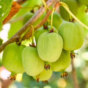 hairless kiwi cut in half.