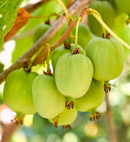 Actinidia arguta 'Kokuwa' | Self-fertile Hardy Kiwi | CANADA