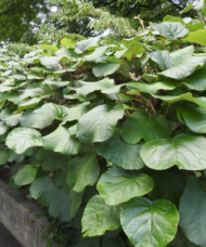 Minkimale Golden Kiwi vine.