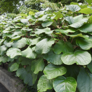 Minkimale Golden Kiwi vine.