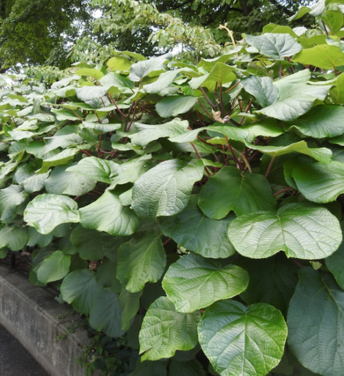 Minkimale Golden Kiwi vine.
