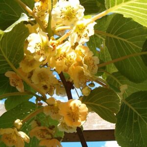 Minkimale Golden Kiwi flowers.