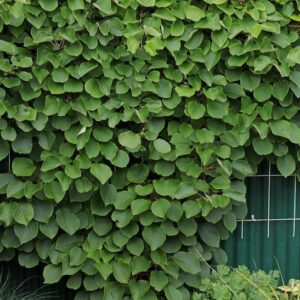 Lush Male Golden Kiwi vine along wall.