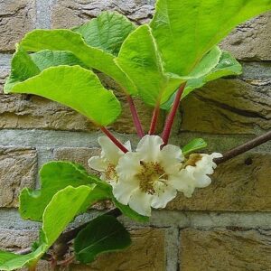 Male Yellow Kiwi flower