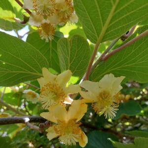 Female Yellow Kiwi vines laden with fruits.