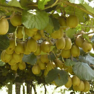 cut I half to reveal golden flesh.