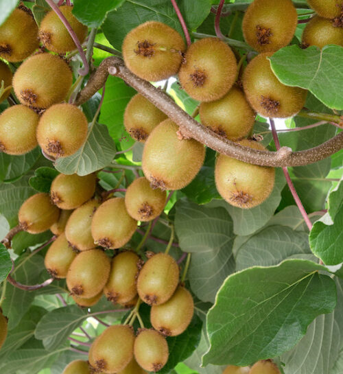 Hayward kiwi fruit | Actinidia deliciosa hayward Hayward Kiwi Fruit laden vines.