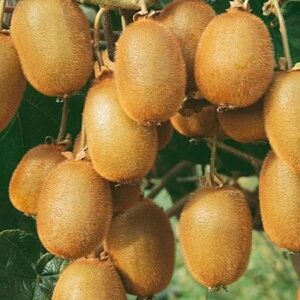 Solissimo Fuzzy Kiwi vine heavily covered in brownish fuzzy fruits.