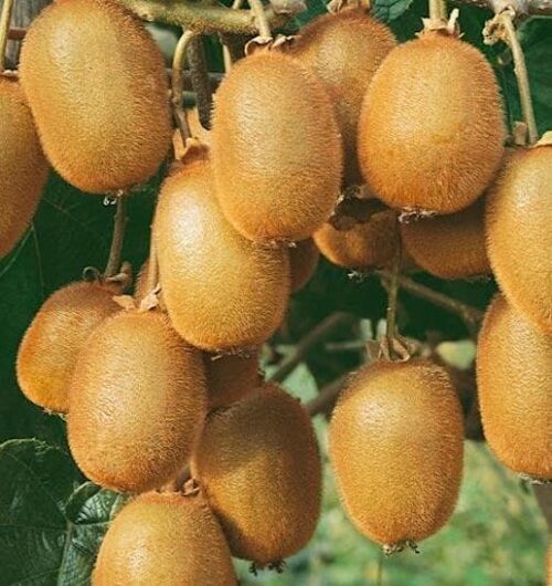 Large green kiwi | Actinidia deliciosa solissimo renact Solissimo Fuzzy Kiwi vine heavily covered in brownish fuzzy fruits.